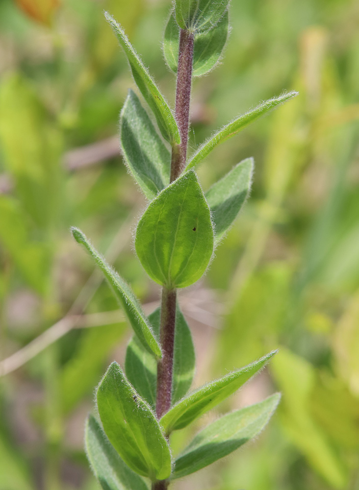 Изображение особи Linum hypericifolium.