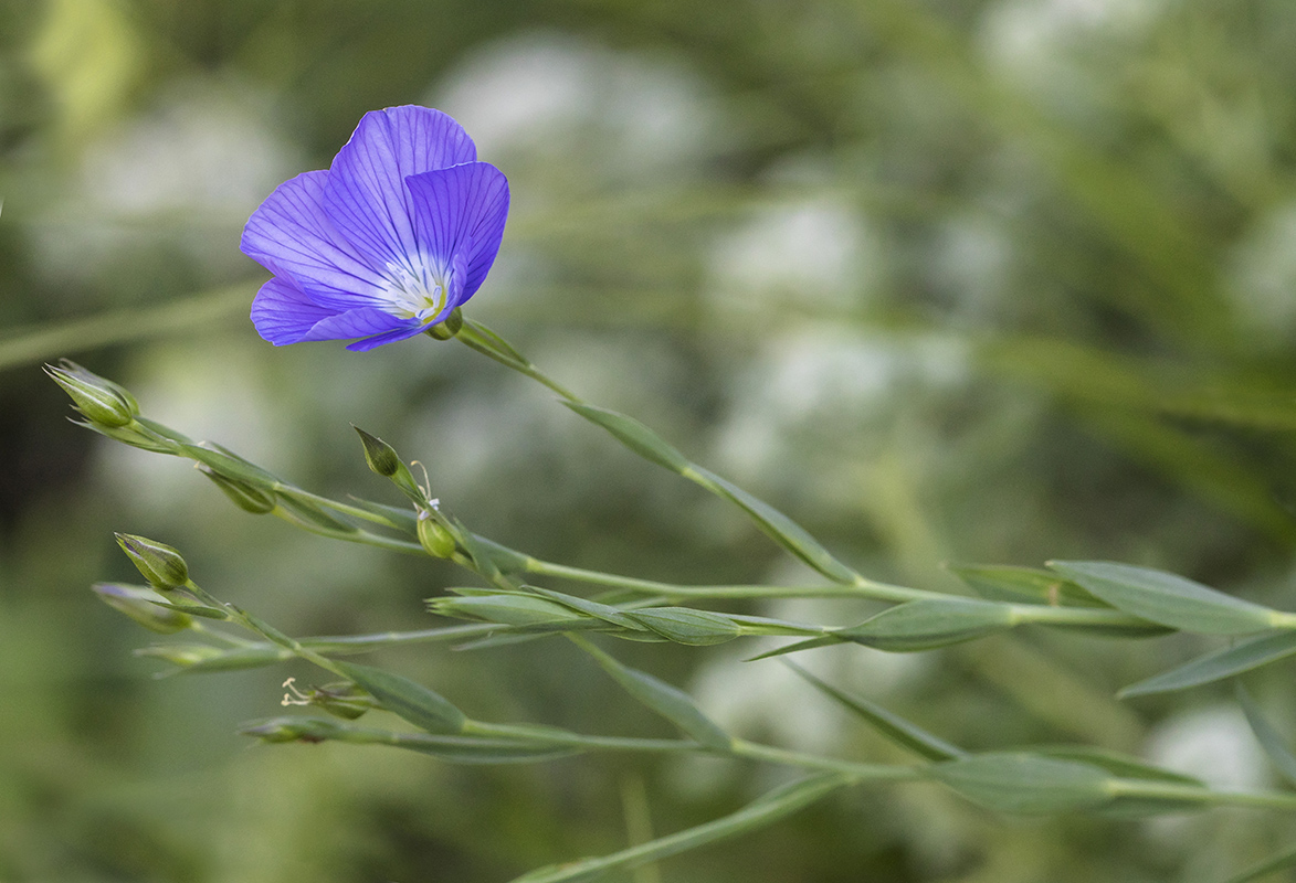 Image of Linum nervosum specimen.