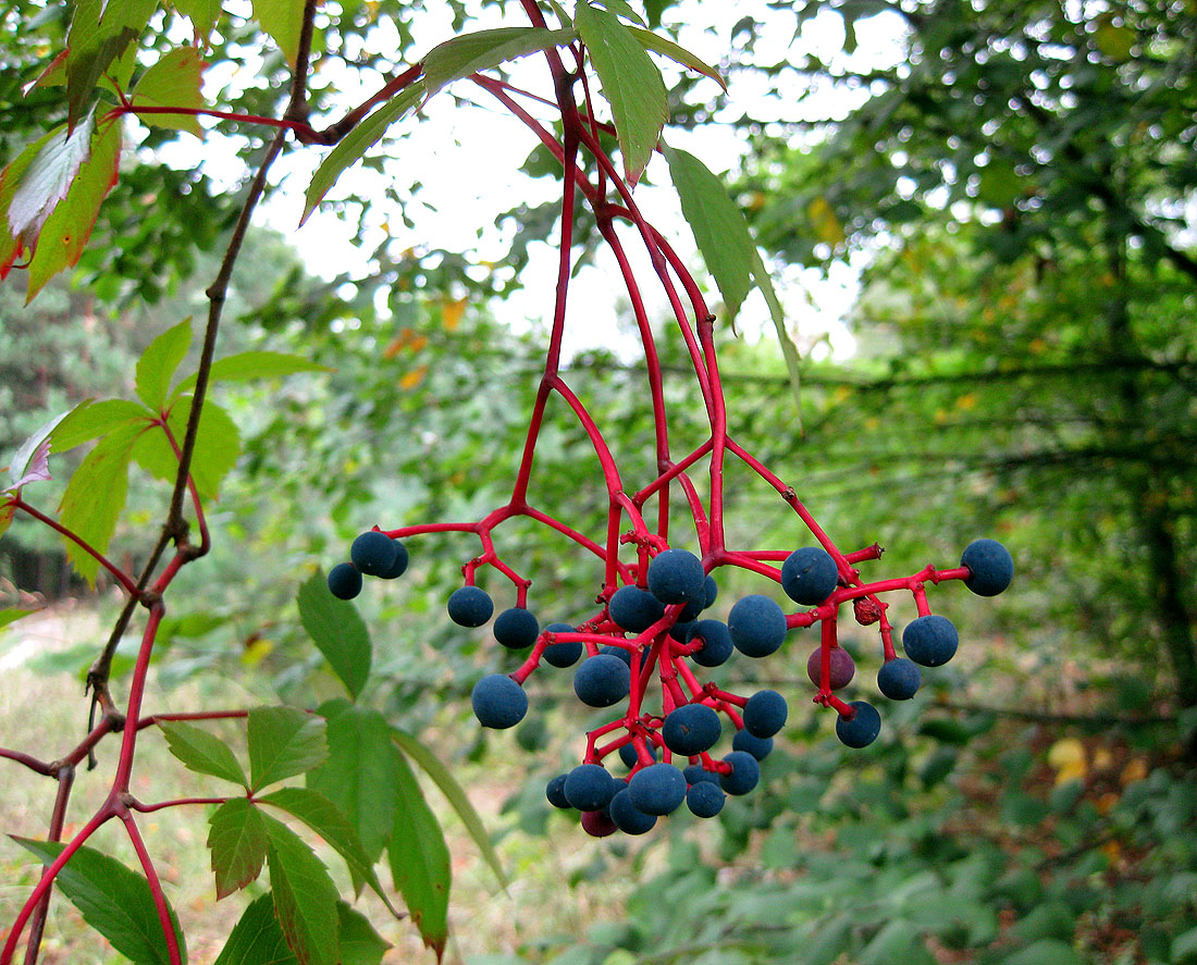 Изображение особи Parthenocissus quinquefolia.