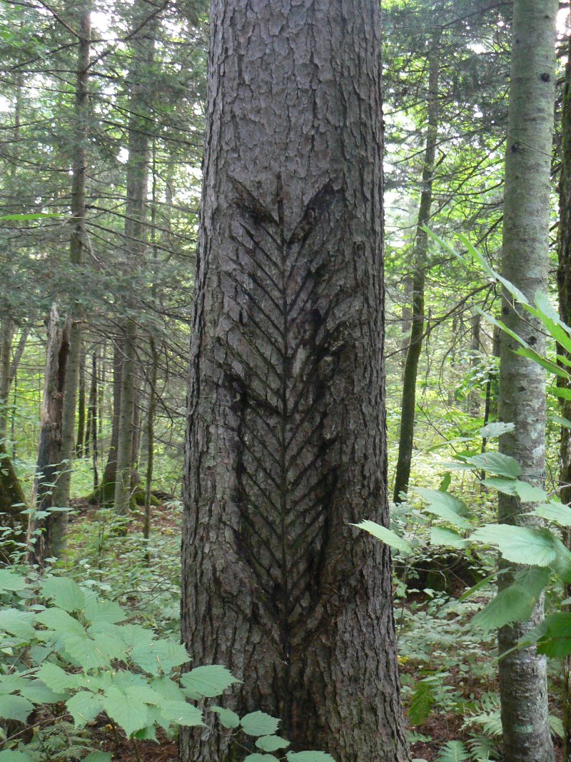 Image of Pinus koraiensis specimen.