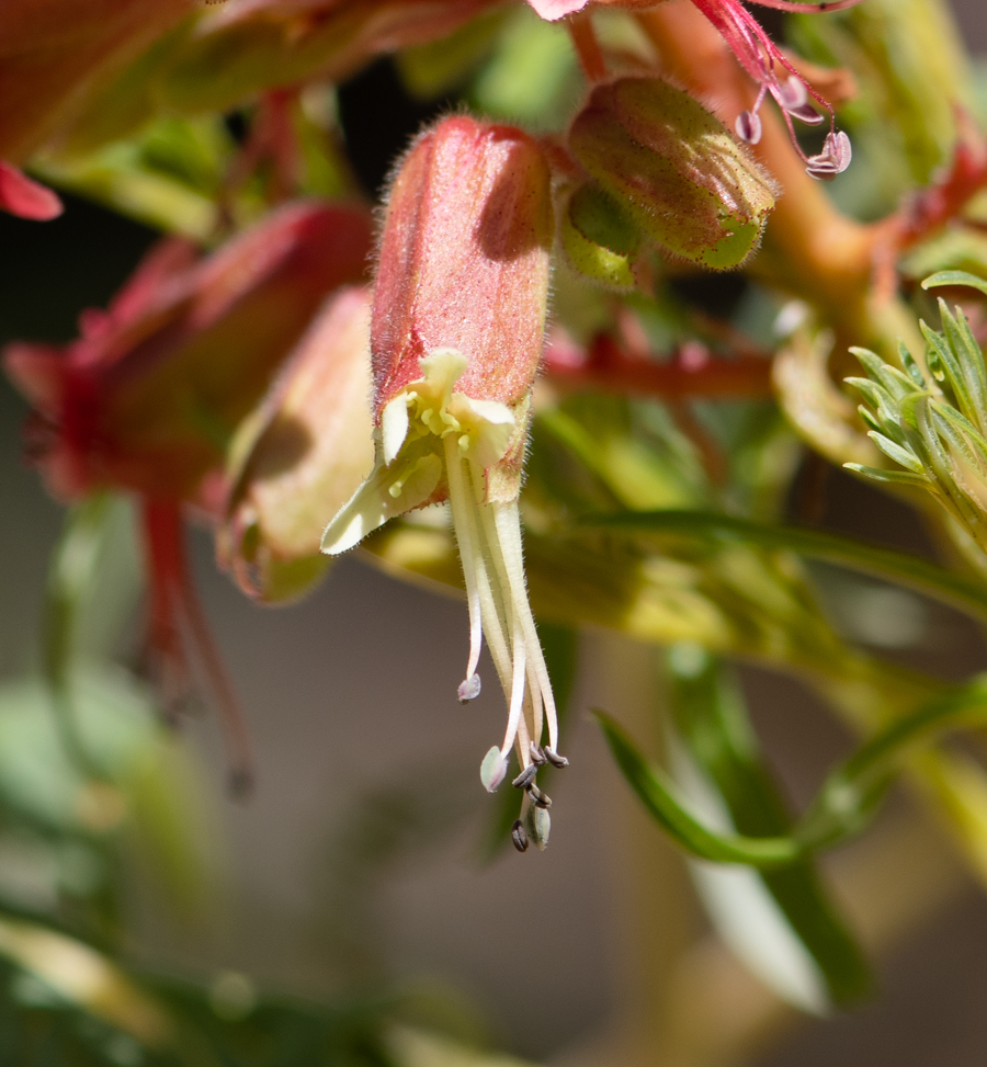 Изображение особи Erythrophysa transvaalensis.