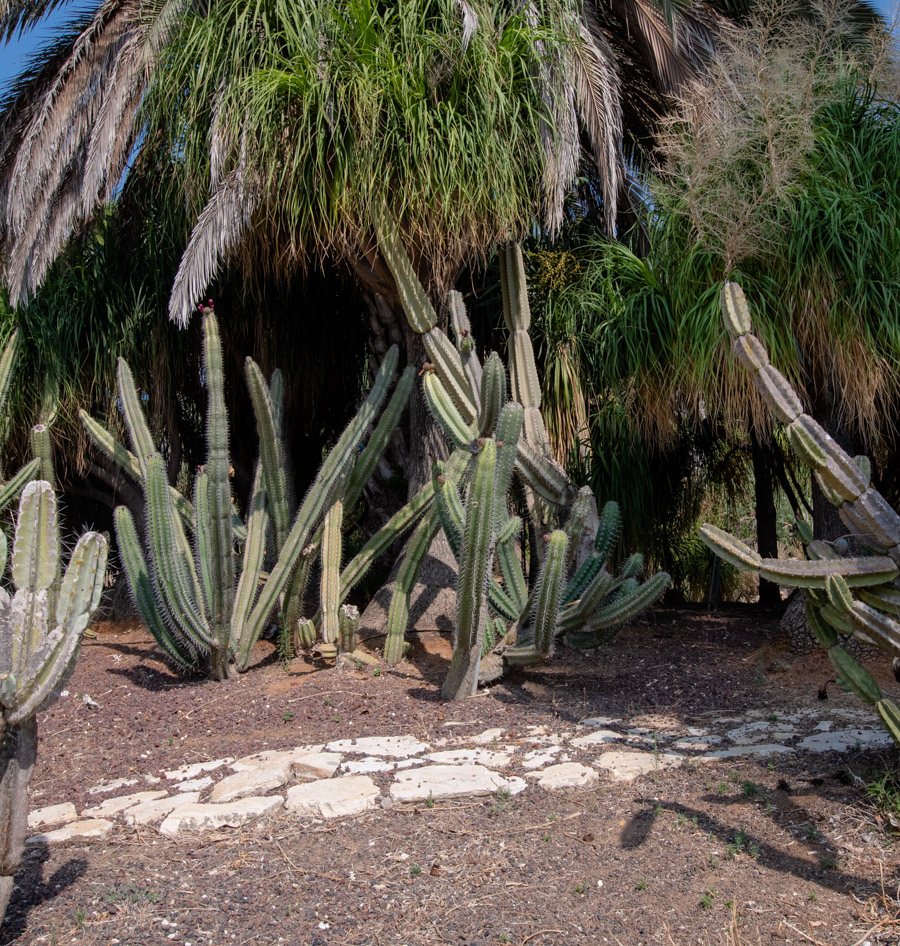 Image of genus Cereus specimen.