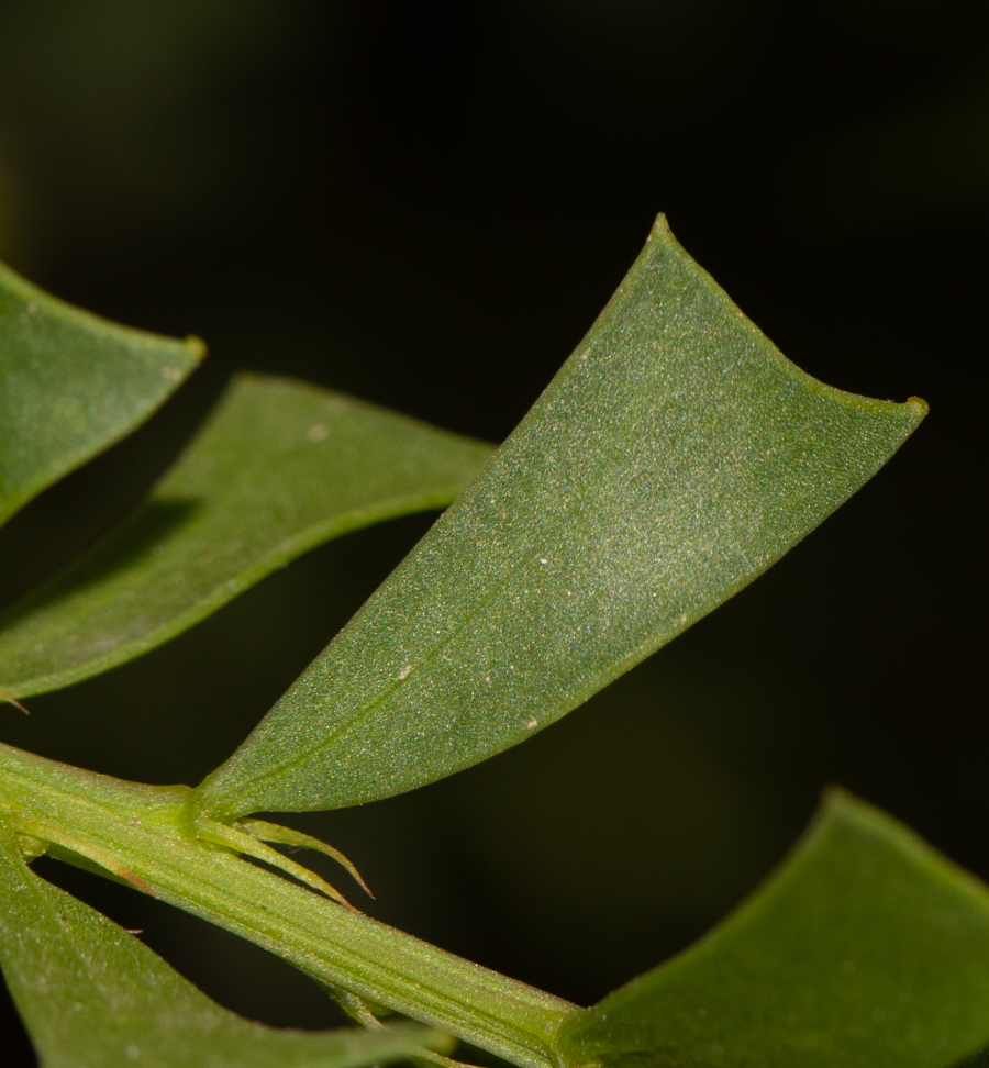 Image of Acacia truncata specimen.