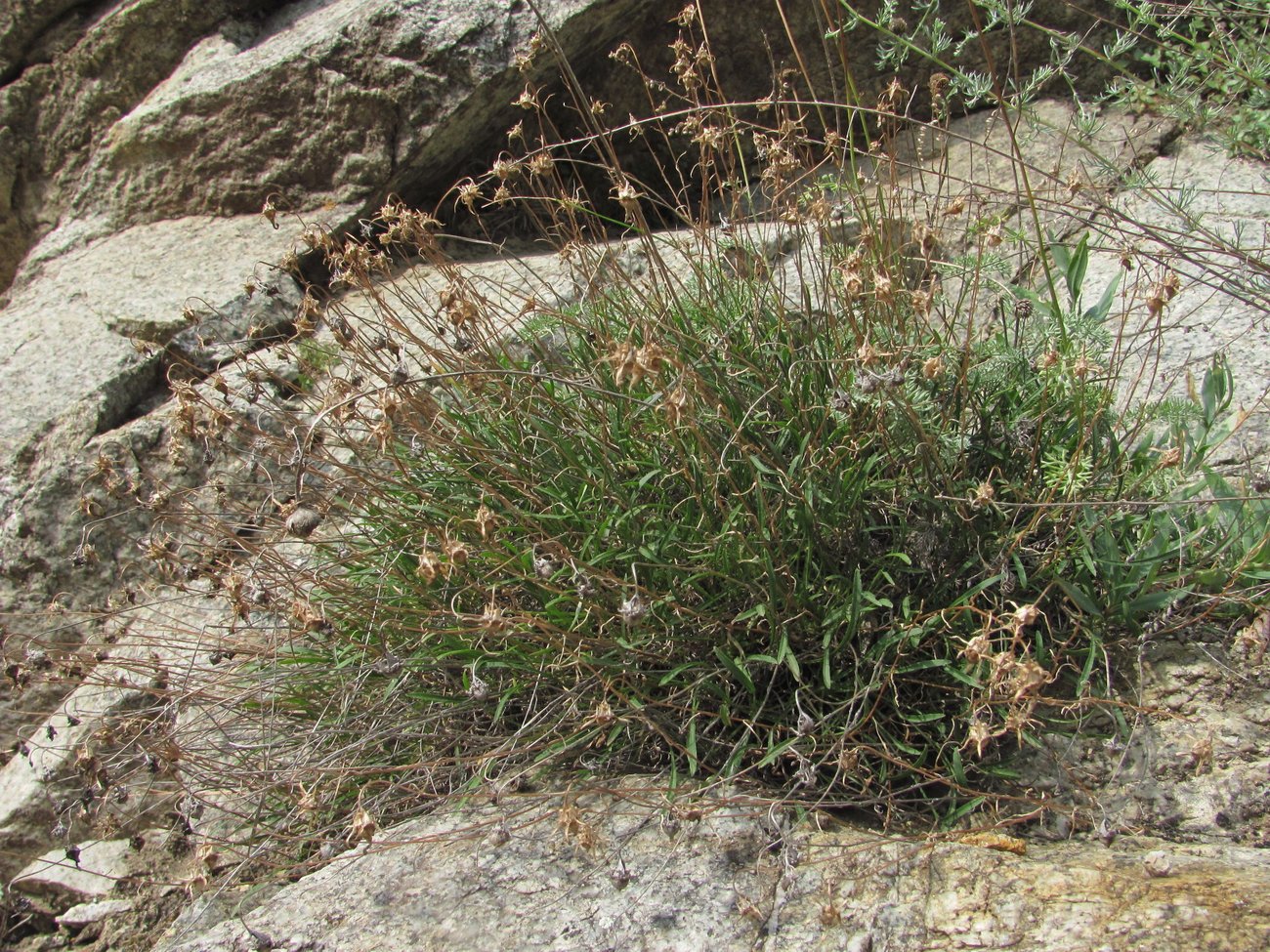 Image of Campanula ardonensis specimen.