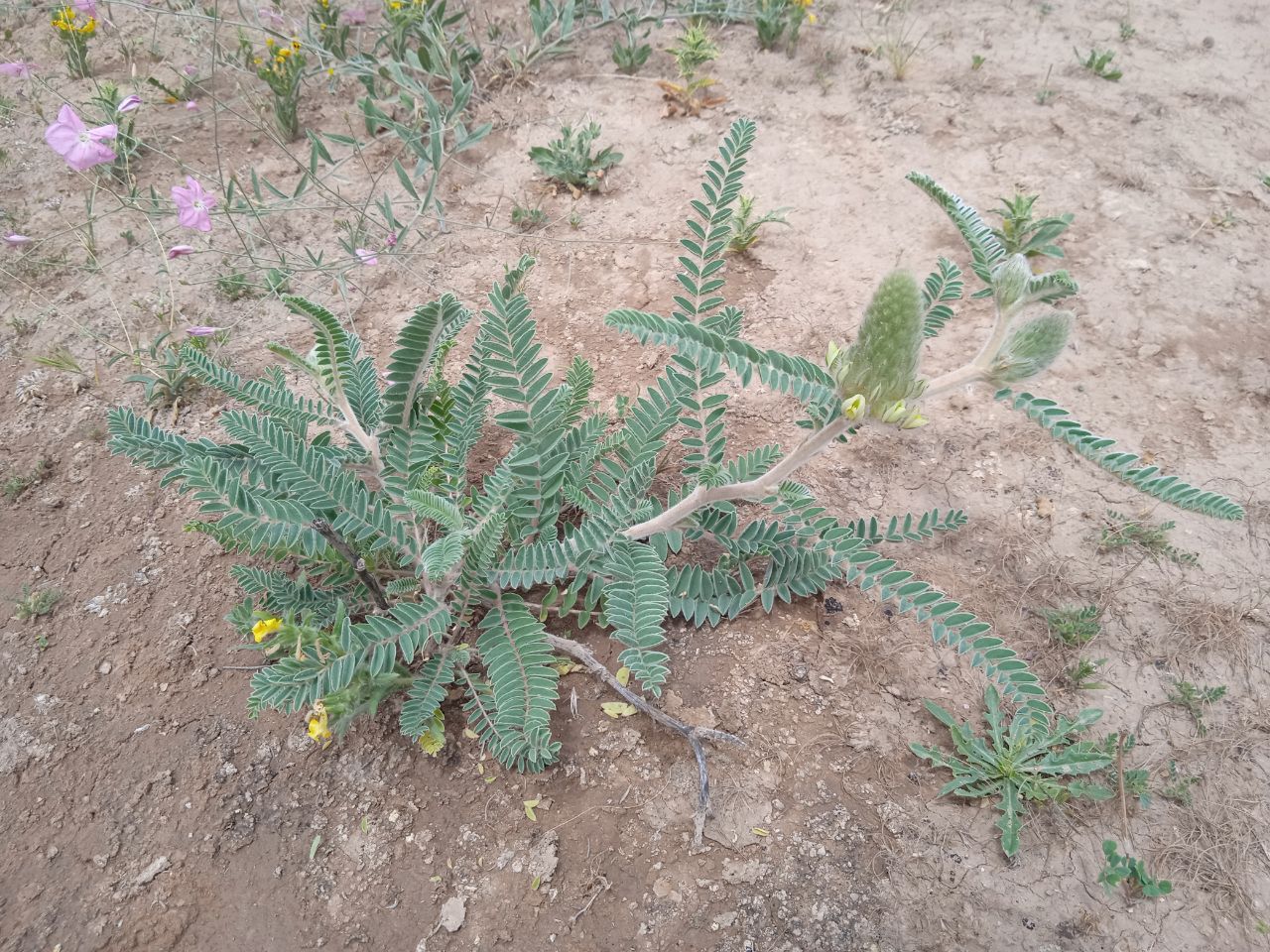 Изображение особи Astragalus alopecias.