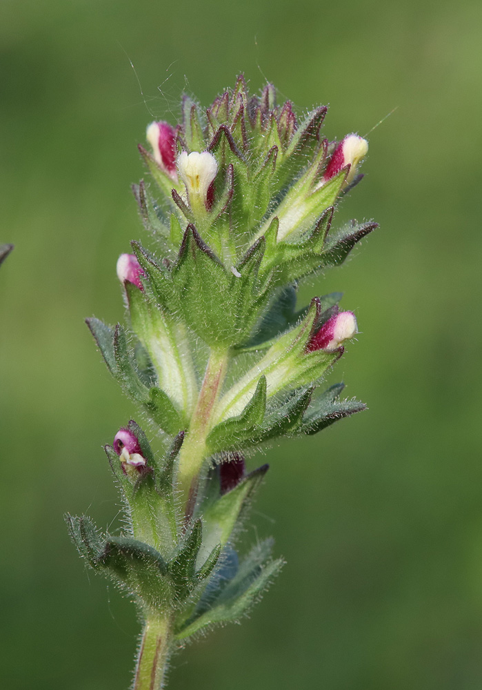 Изображение особи Parentucellia latifolia.