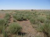 Artemisia aralensis