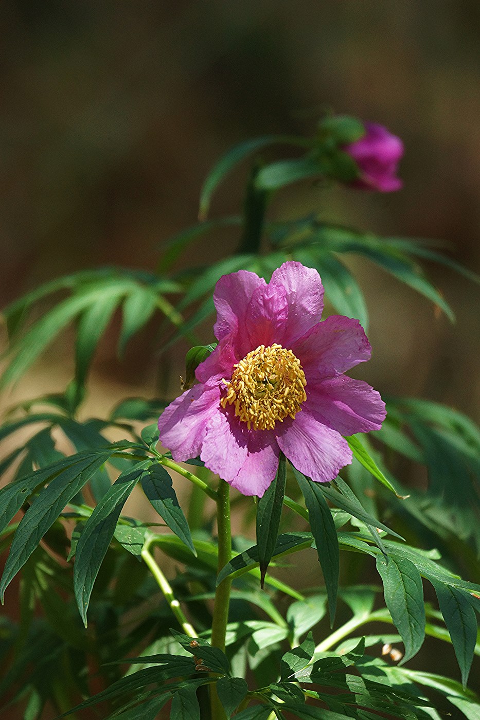 Изображение особи Paeonia anomala.