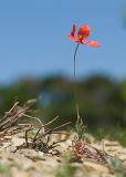 Papaver laevigatum. Цветущее растение. Краснодарский край, м/о Анапа, окр. пос. Бол. Утриш, гора Солдатская, пушистодубово-можжевеловый лес, щебнистая россыпь. 09.05.2022.