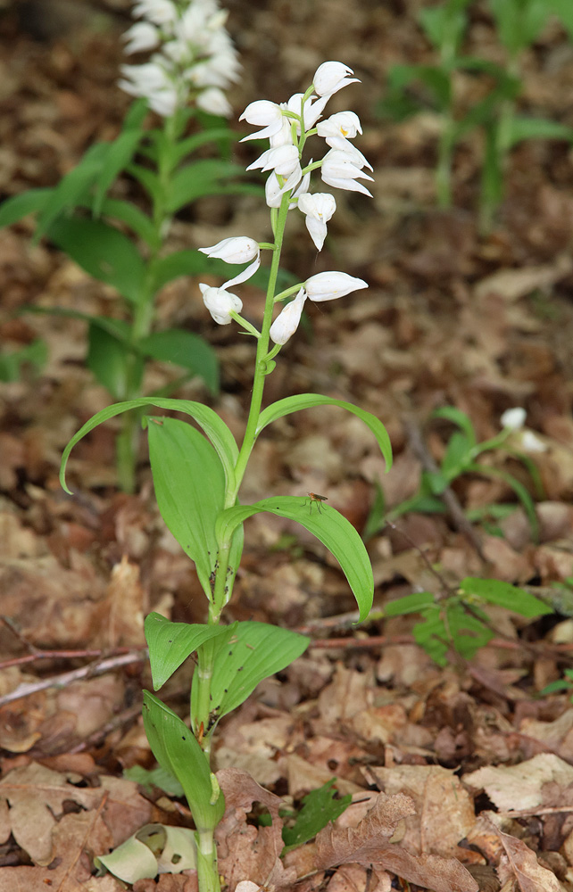 Image of Cephalanthera longifolia specimen.