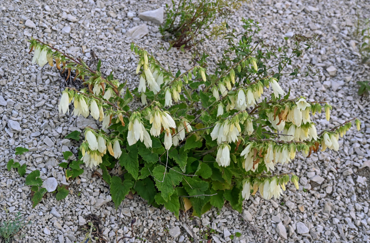 Изображение особи Campanula alliariifolia.