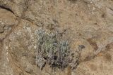 Senecio cineraria