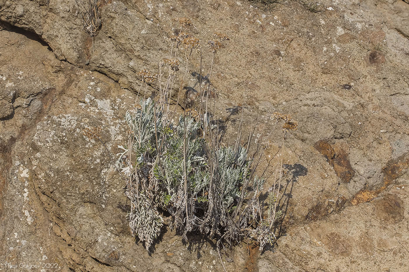 Image of Senecio cineraria specimen.