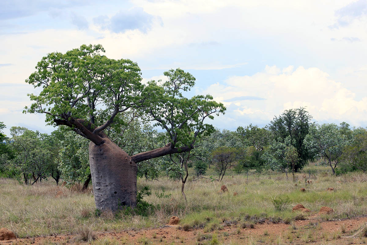 Изображение особи Adansonia gregorii.