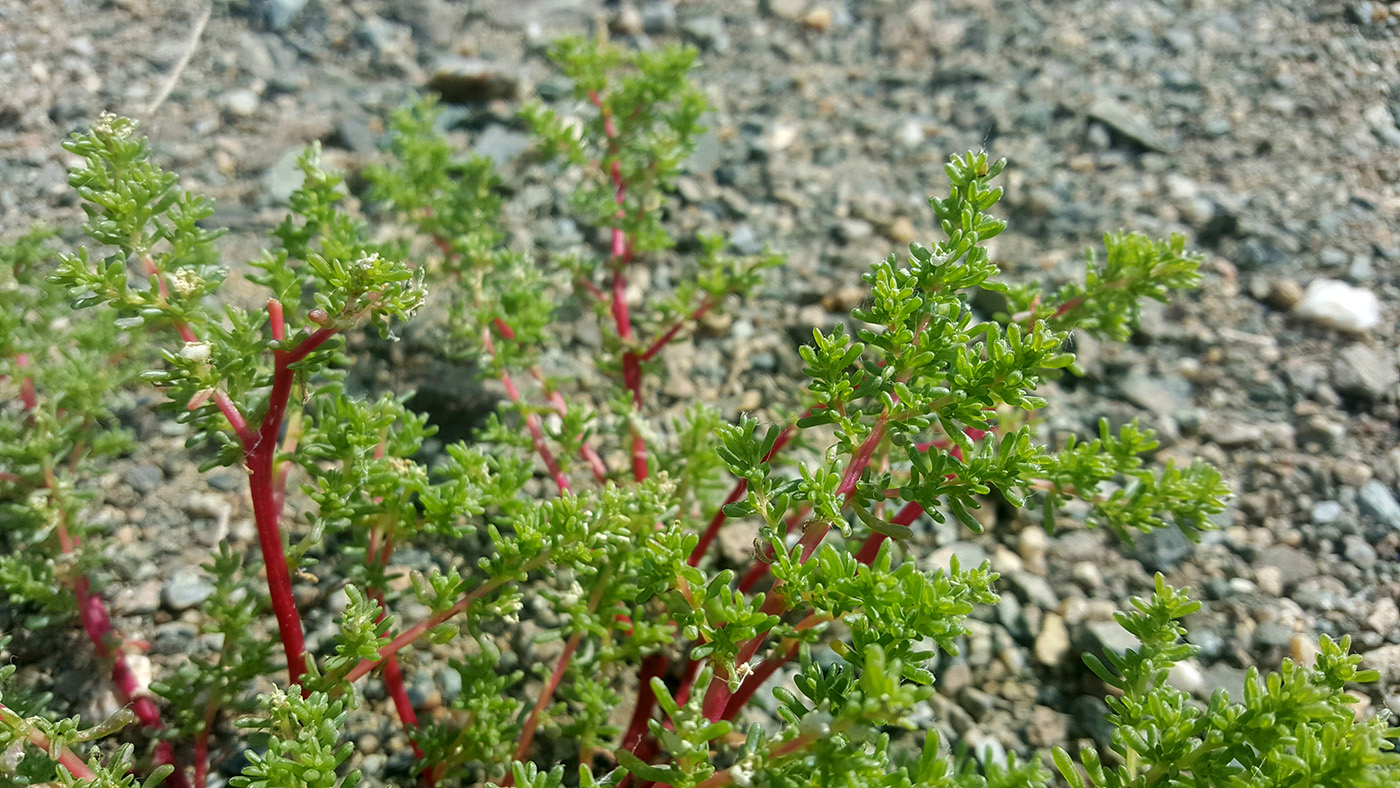 Image of Micropeplis arachnoidea specimen.