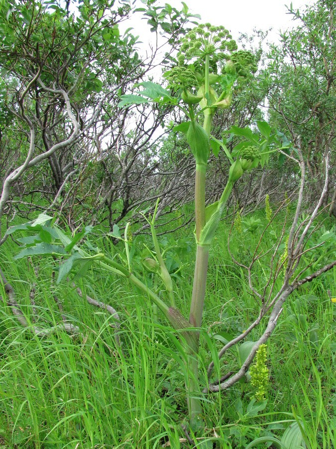 Image of Archangelica officinalis specimen.