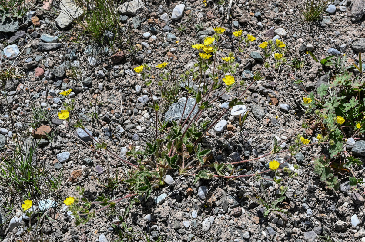 Изображение особи Potentilla nivea.