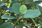 Magnolia delavayi. Побег. Абхазия, г. Сухум, Сухумский ботанический сад. 25.09.2022.