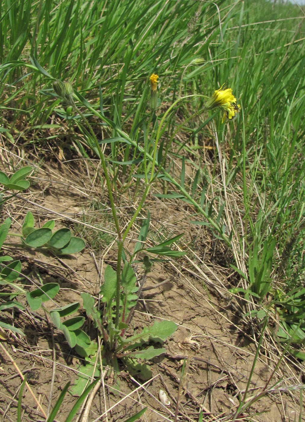 Image of Lagoseris sancta specimen.