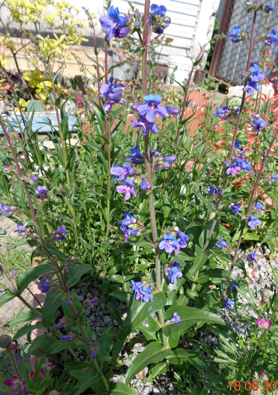 Изображение особи Penstemon mensarum.