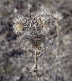 Cirsium vulgare. Сухие соплодия-корзинки прошлого года. Пермский край, Кунгурский р-н, окр. дер. Дейково, окр. ур. Греховская гора, гипсовый карьер. 15.04.2023.