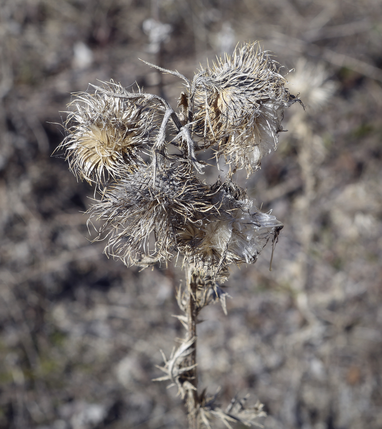 Image of Cirsium vulgare specimen.