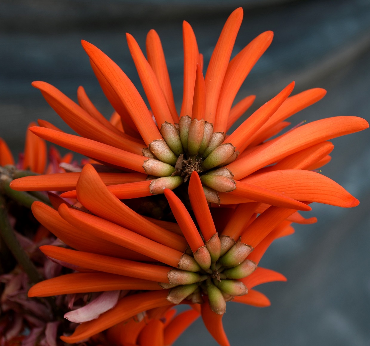 Image of Erythrina corallodendron specimen.