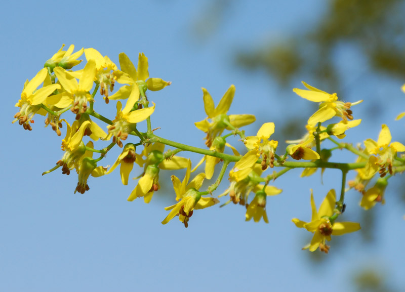 Изображение особи Koelreuteria paniculata.