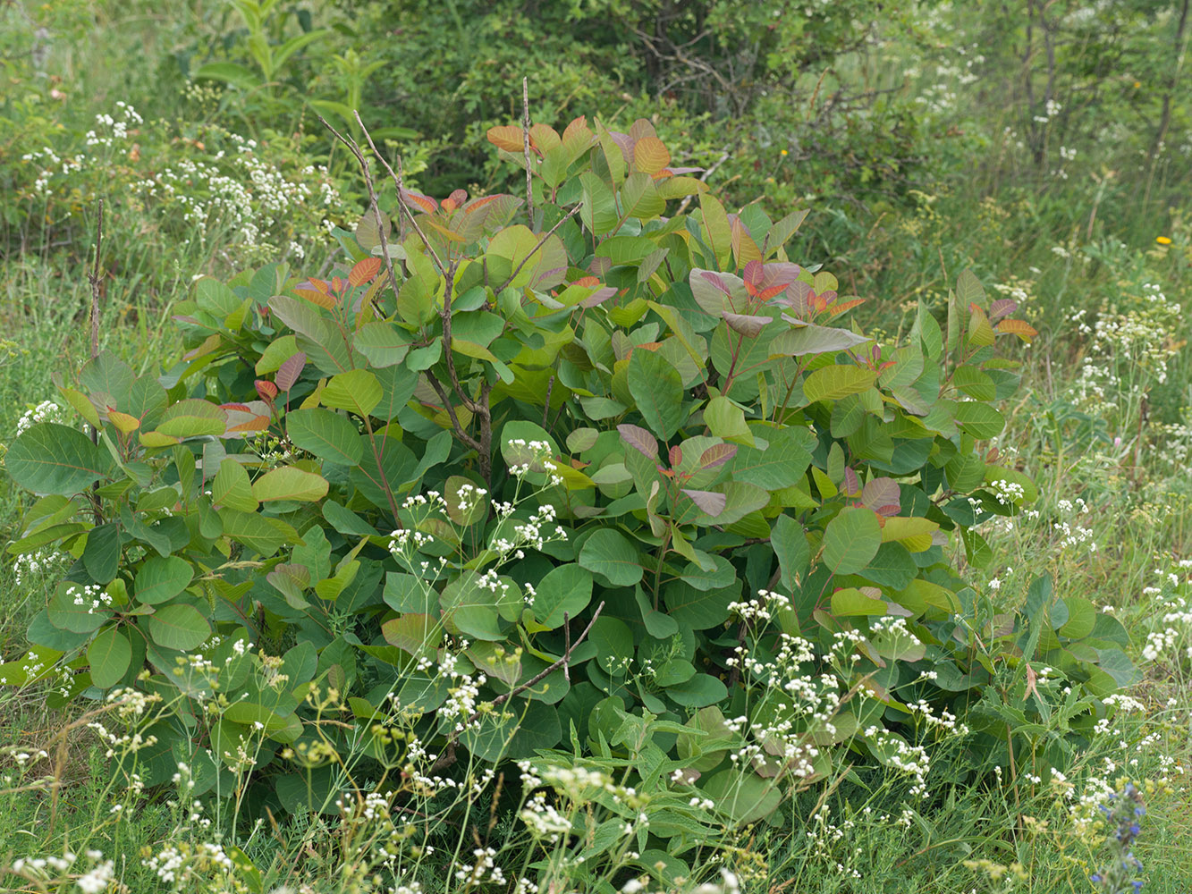 Изображение особи Cotinus coggygria.