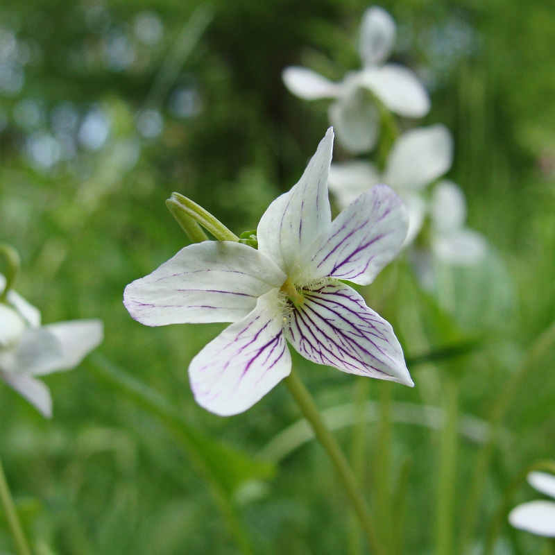 Изображение особи Viola patrinii.