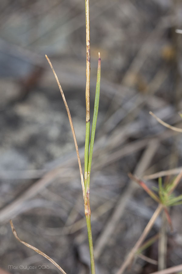 Изображение особи Dianthus campestris.