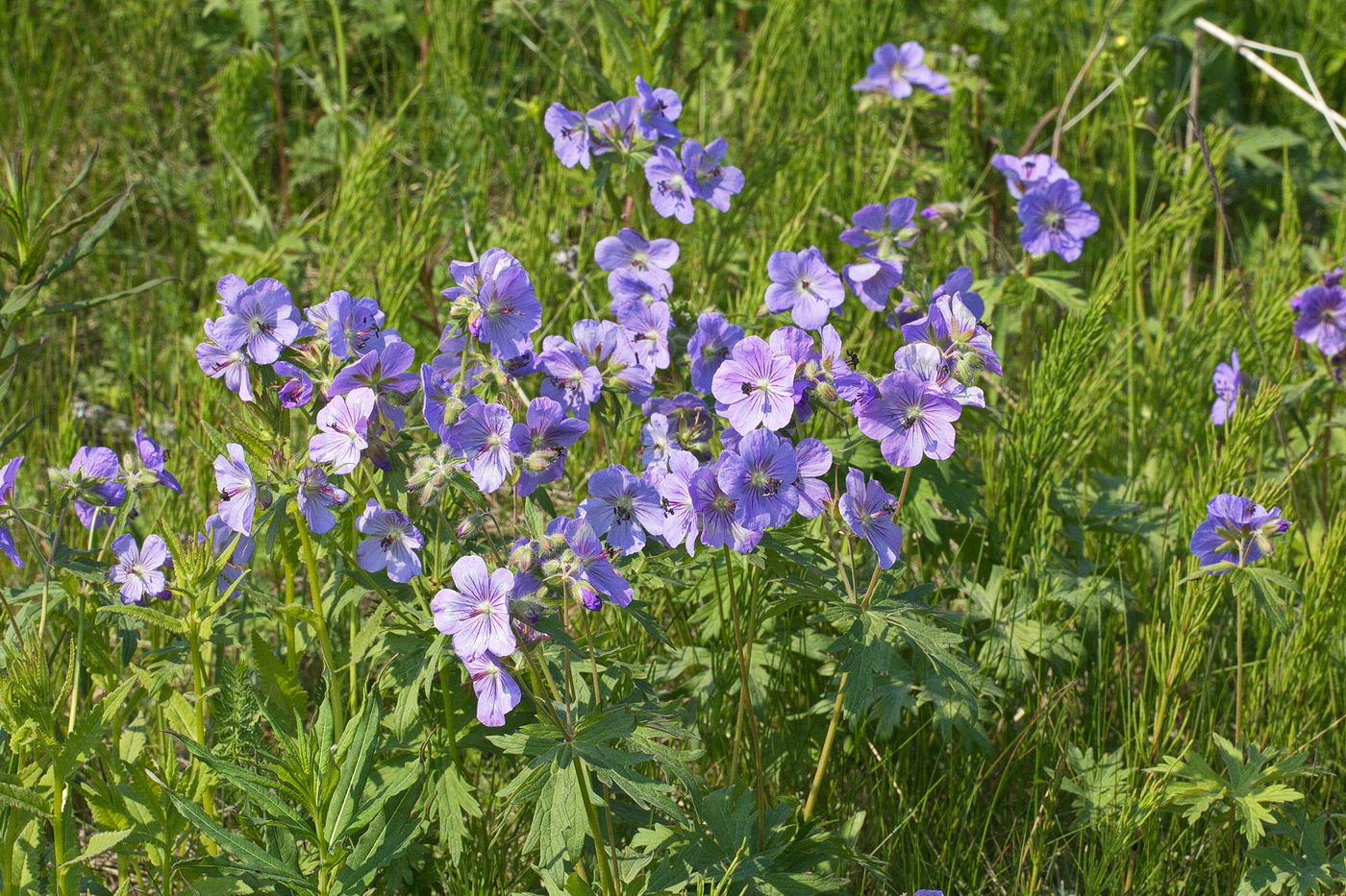 Изображение особи Geranium erianthum.