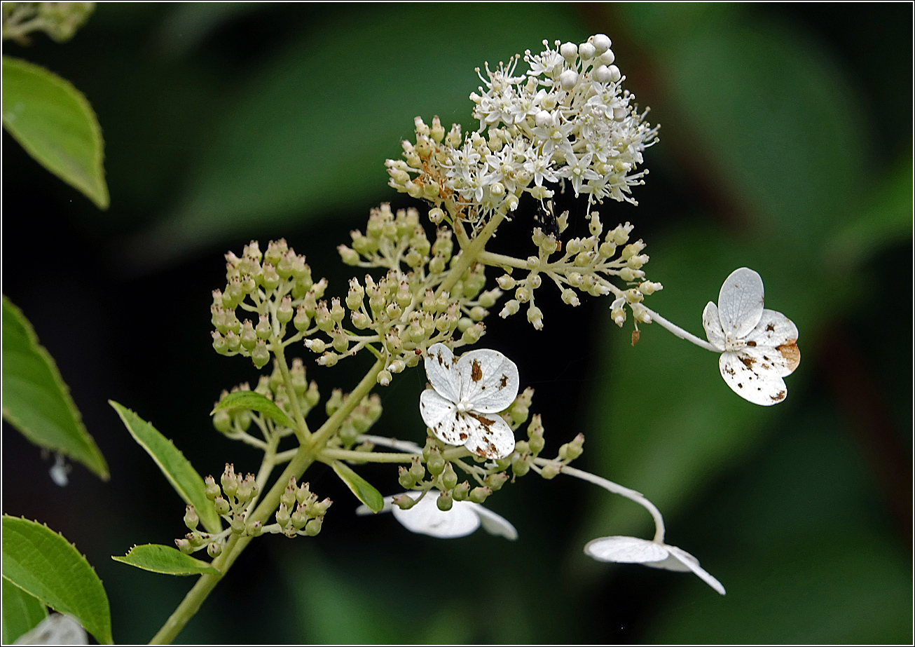 Image of Hydrangea paniculata specimen.