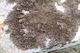Смотреть изображение Neofuscelia delisei