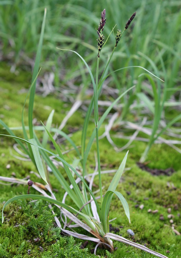 Image of Carex bigelowii specimen.