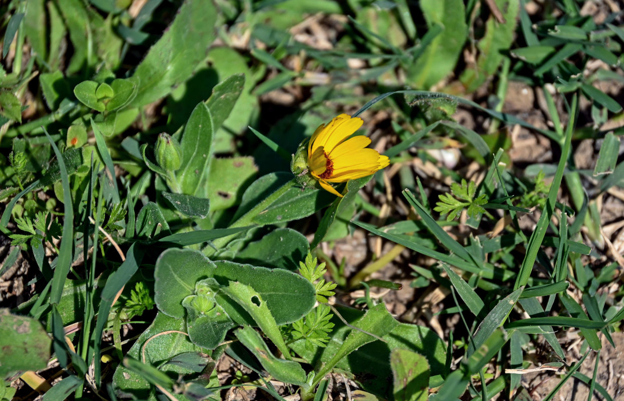 Image of Calendula arvensis specimen.