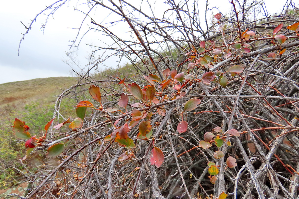 Image of Ribes saxatile specimen.