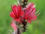 Echium russicum. Цветки. Украина, Львовская обл. 01.06.2009.