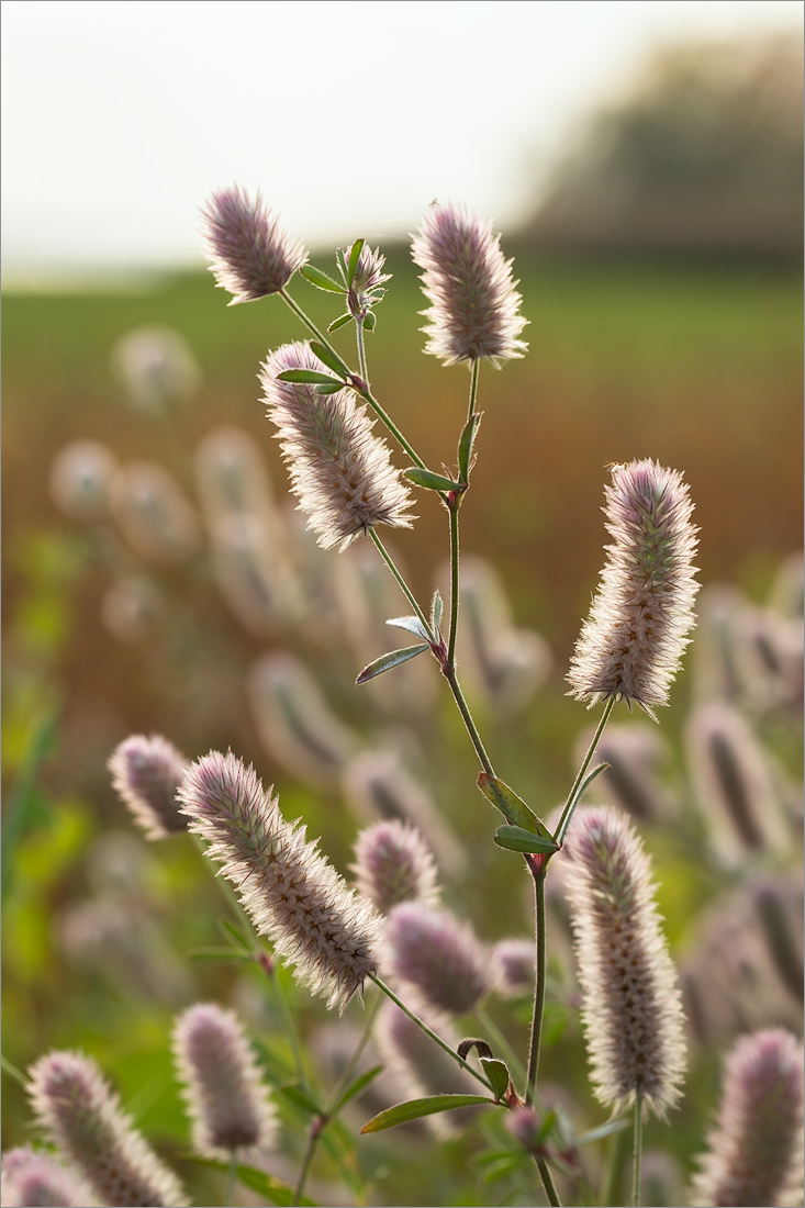 Image of Trifolium arvense specimen.