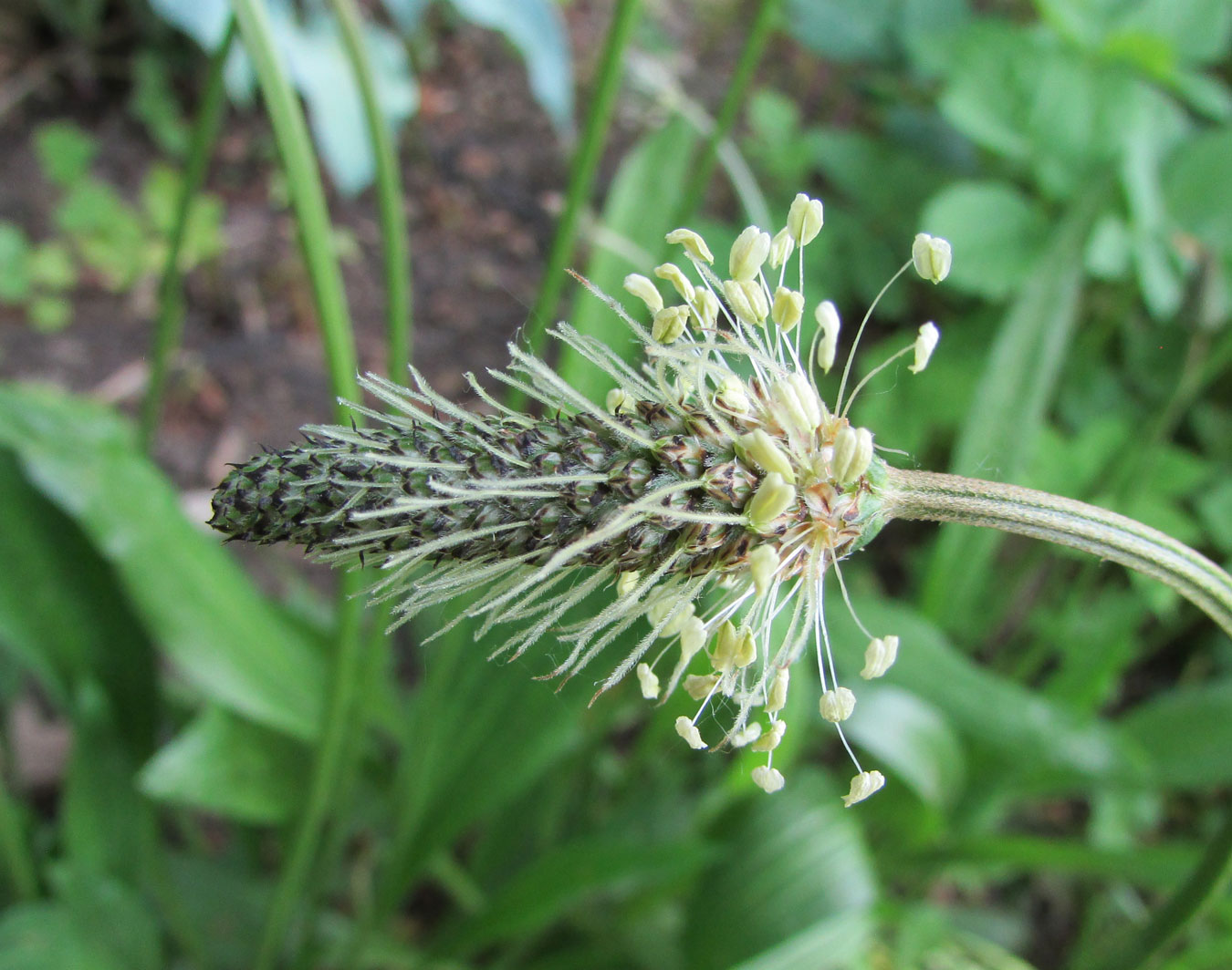 Изображение особи Plantago lanceolata.