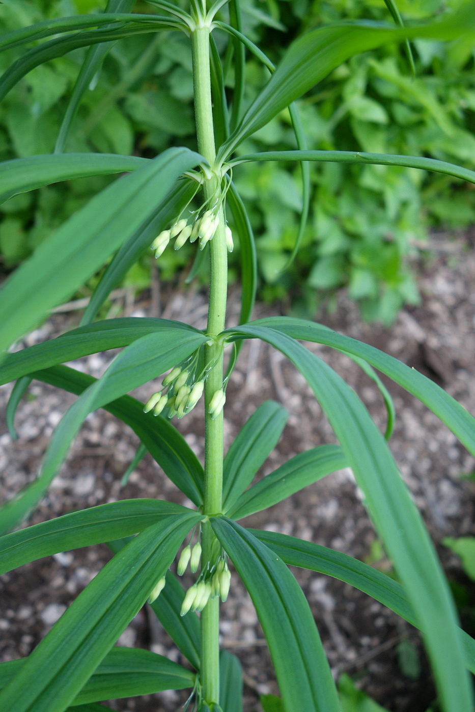 Изображение особи Polygonatum verticillatum.