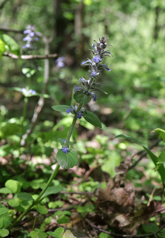 Image of Ajuga reptans specimen.