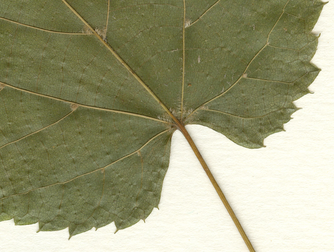 Image of Tilia japonica specimen.