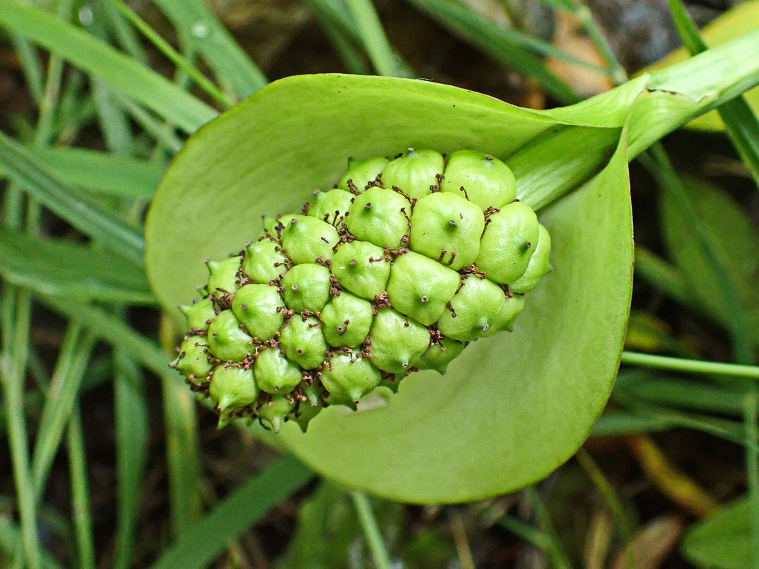 Изображение особи Calla palustris.