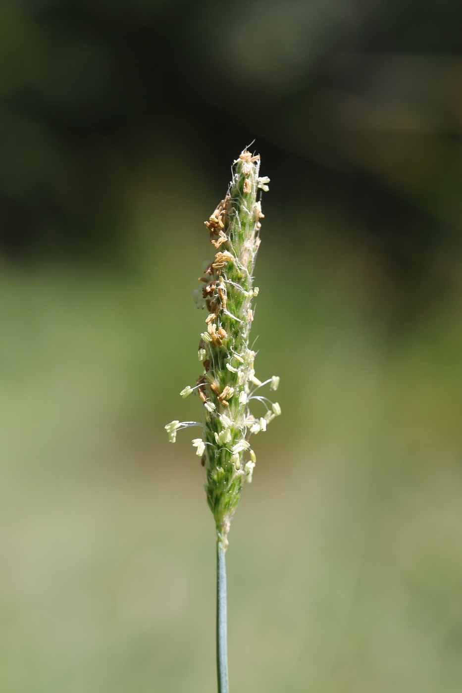 Image of Alopecurus aequalis specimen.