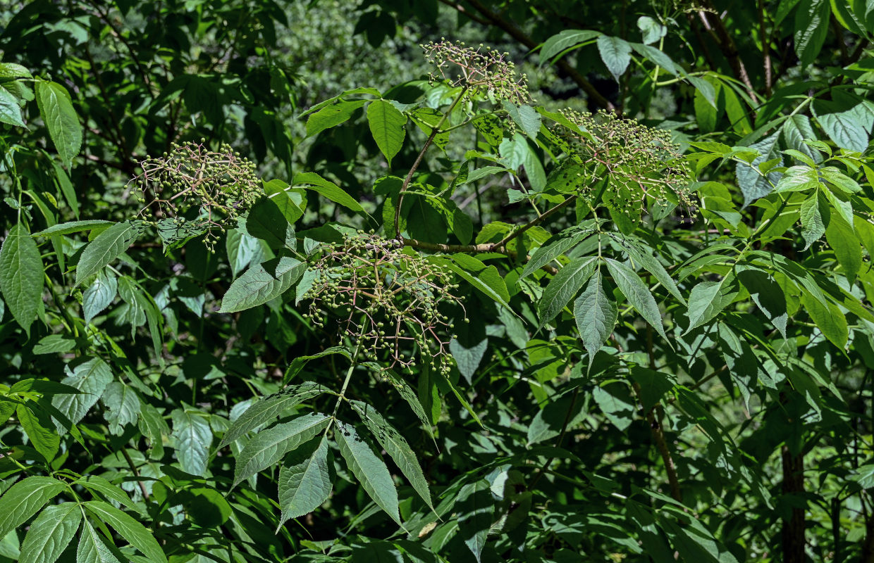 Изображение особи Sambucus nigra.