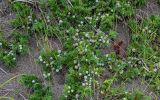 Juniperus sibirica