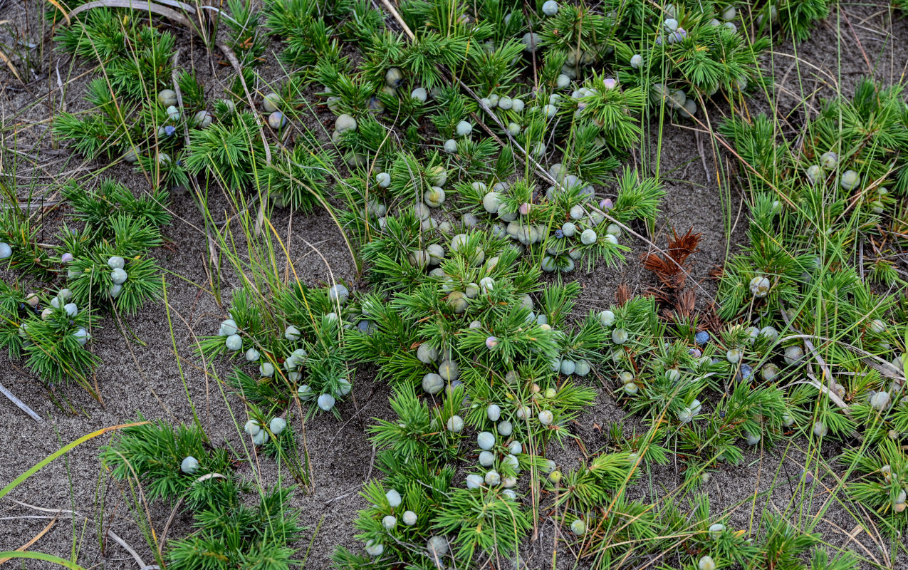 Image of Juniperus sibirica specimen.