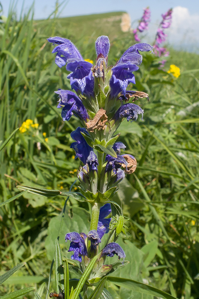 Image of Dracocephalum ruyschiana specimen.