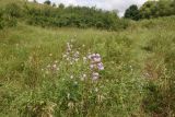 genus Cirsium. Цветущее растение. Липецкая обл., Данковский р-н, окр. деревни Дубки, правый берег р. Дон, луг. 31 июля 2024 г.